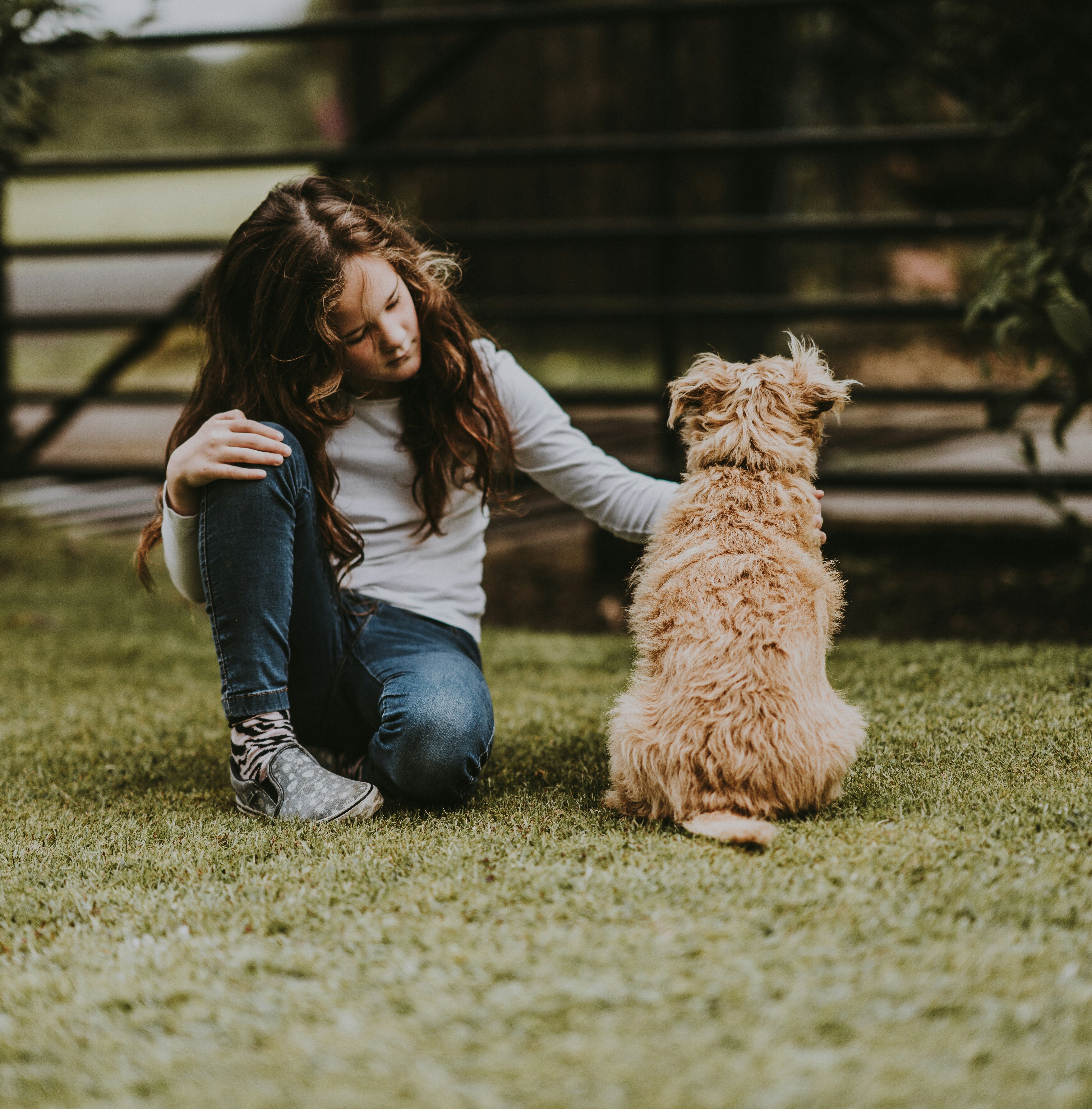 Divorce and Pets